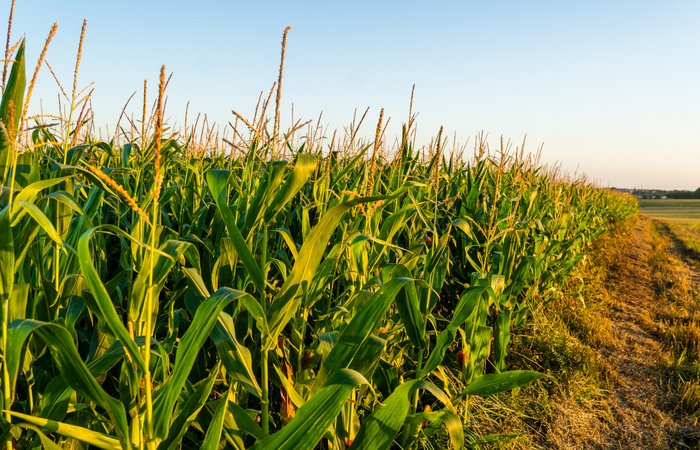 kukurydza opłacalność