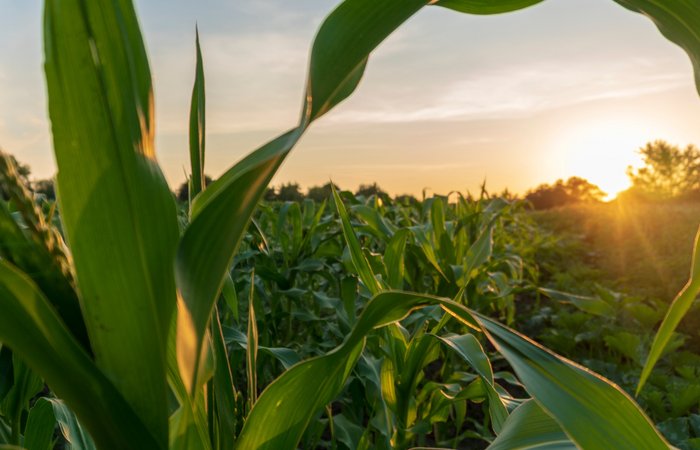 dobór odmiany kukurydzy do siewu