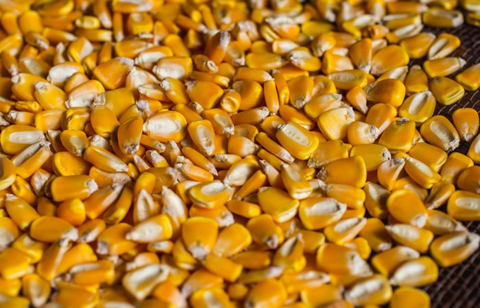 odporność na stres roślin