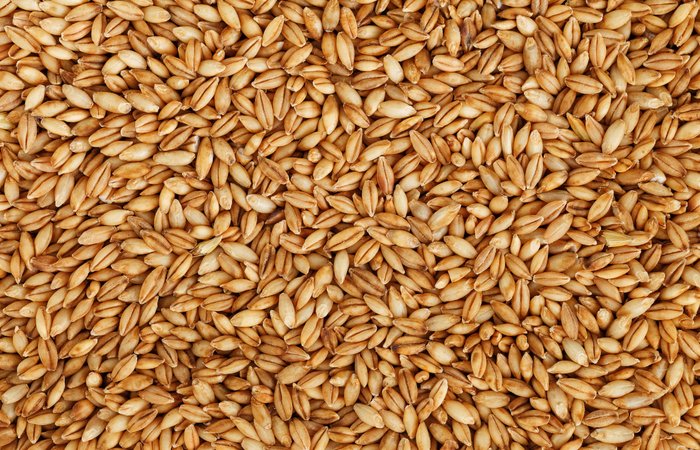 jęczmień jary browarny