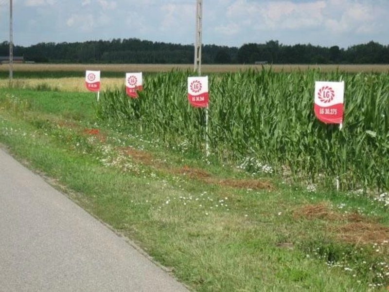 19Gospodarstwo Skaryszew