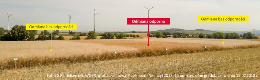 rzepak odporność na pękanie łuszczyn