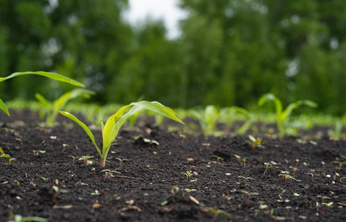 zaprawa nasienna na szkodniki kukurydzy