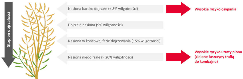 rzepak ryzyko osypiania i utraty plonu