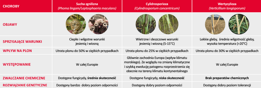 choroby grzybowe wyleganie rzepaku lg zdrowa łodyga