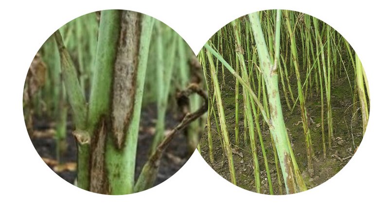 Lg Cylindrosporium