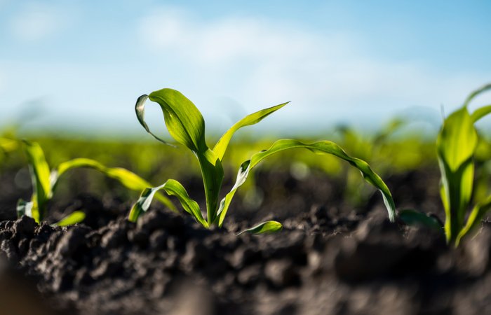 wymagania glebowe kukurydzy