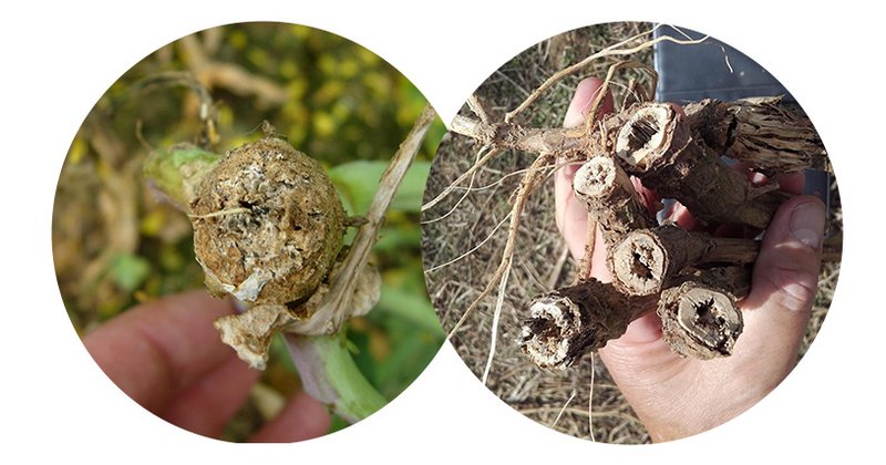 Lg Phoma