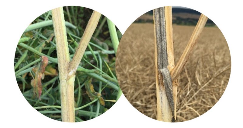 Lg Verticillium