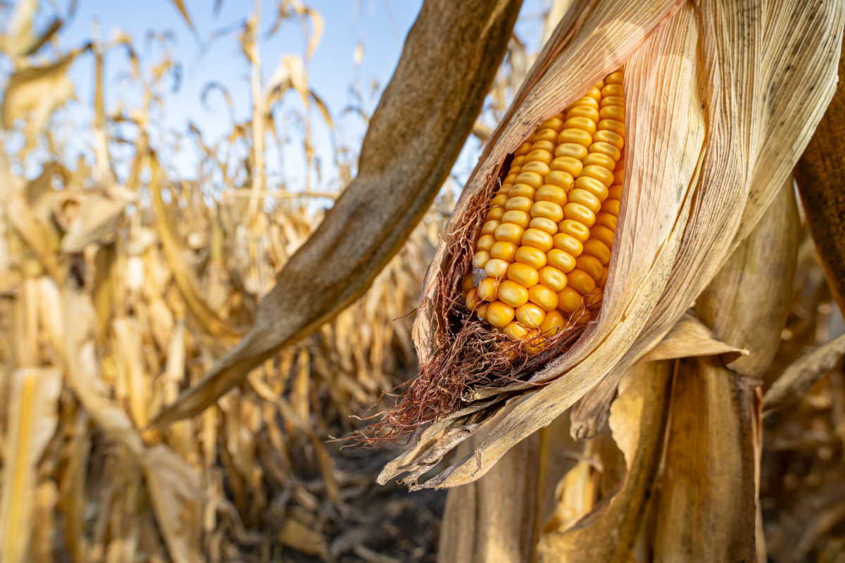 Kukurydza Oplacalnosc