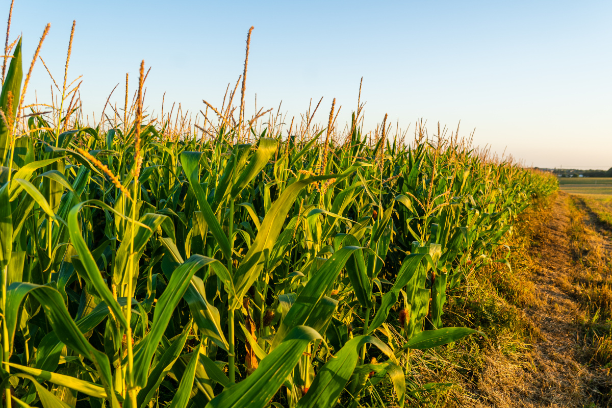 kukurydza opłacalność