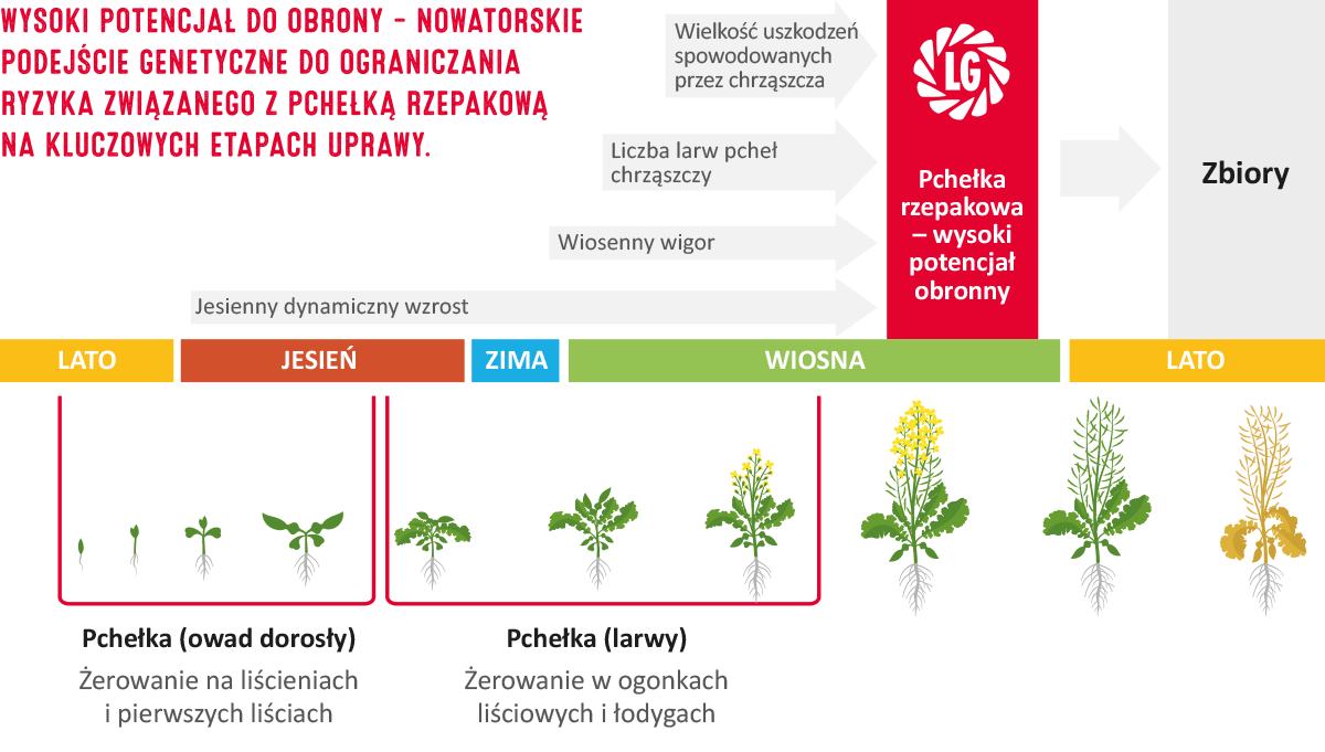 pchełka rzepakowa zwalczanie
