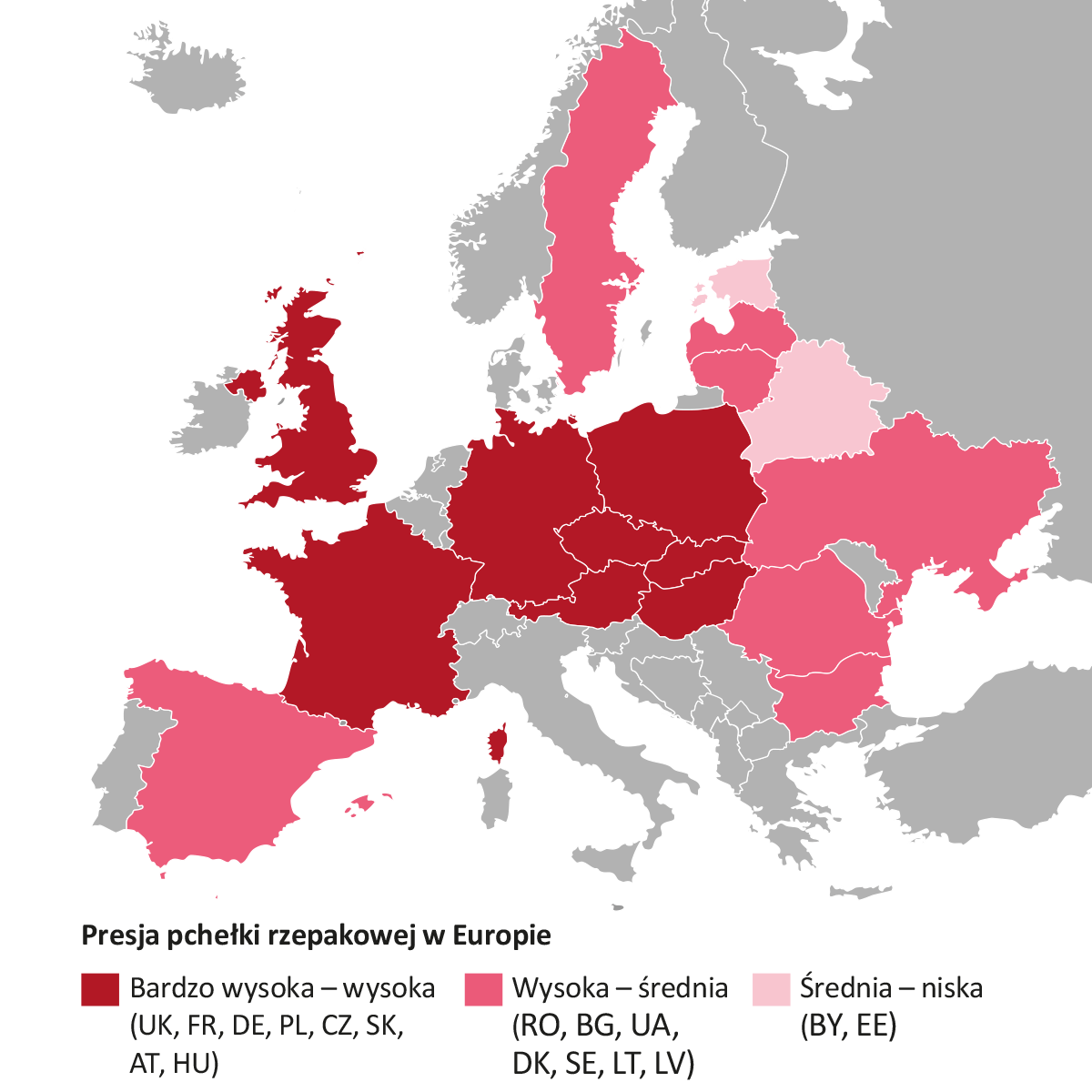 presja pchełki rzepakowej
