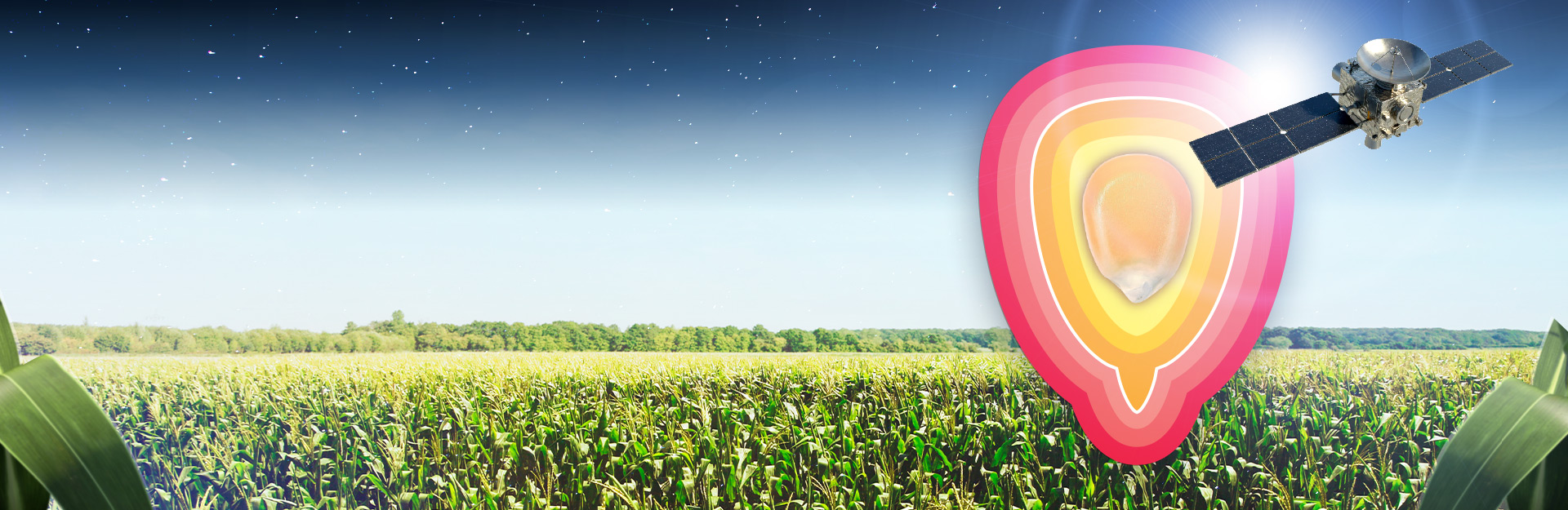 Więcej niż nasiona